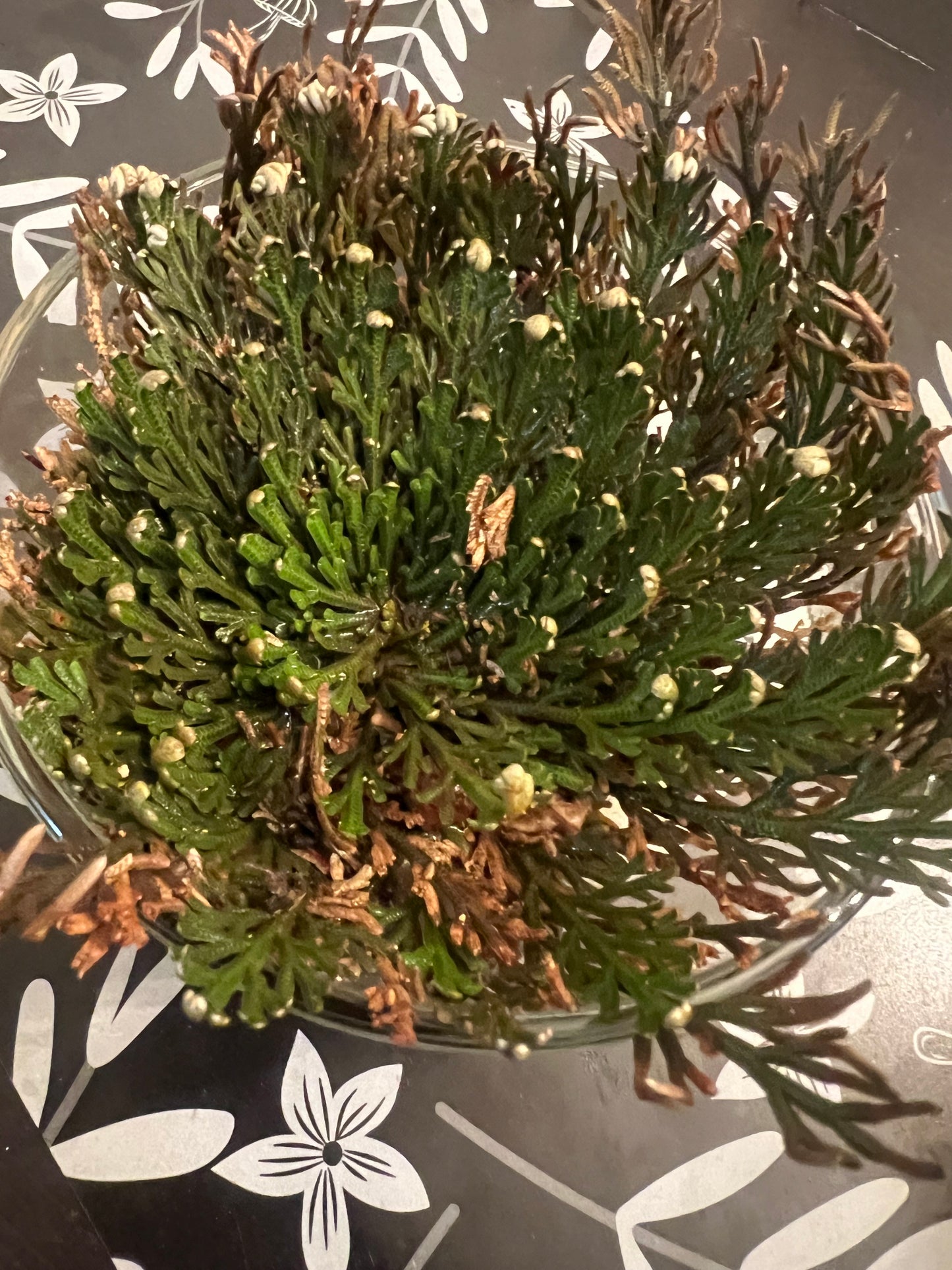 Rose of Jericho
