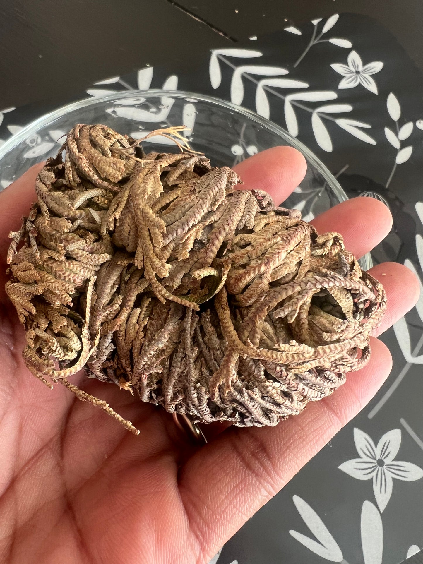 Rose of Jericho