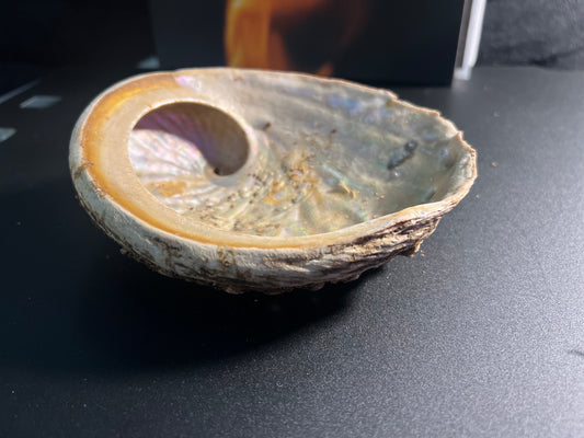 Large Abalone Shell